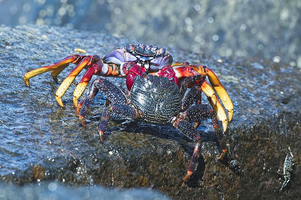 Red rock crab (Grapsus adscensionis), Tenerife, Spain, Europe