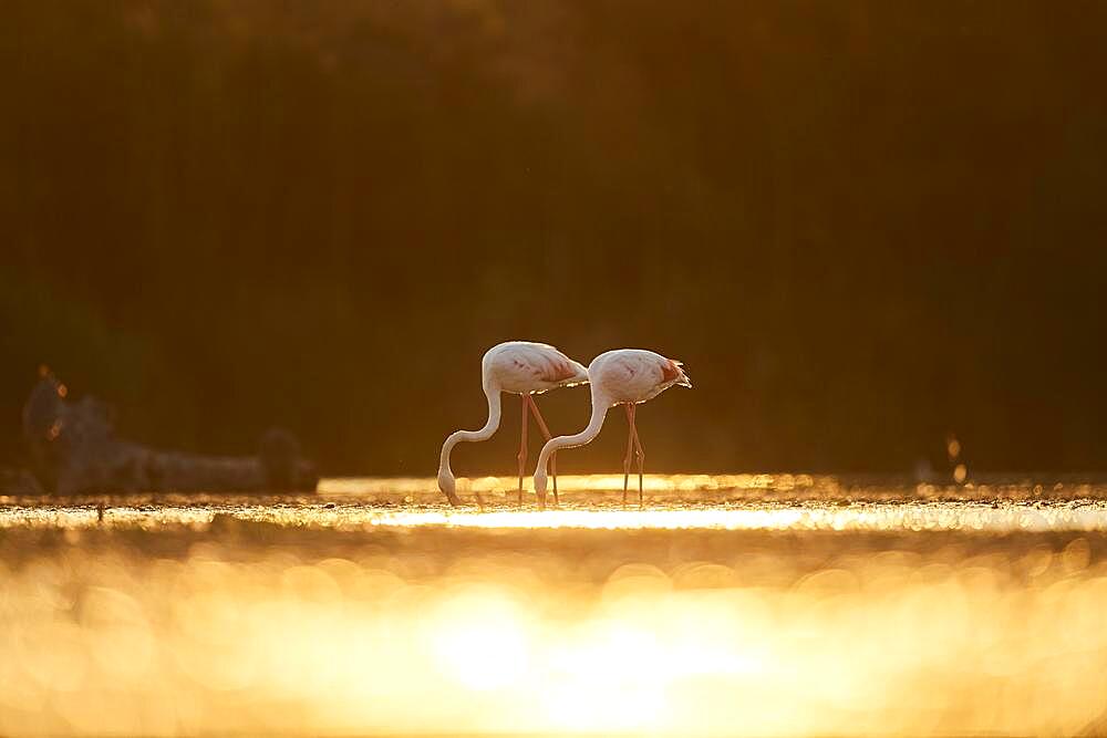 Greater Flamingo (Phoenicopterus roseus), walking in the water at sunset, Parc Naturel Regional de Camargue, France, Europe