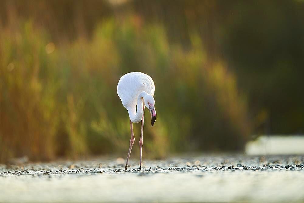 Greater Flamingo (Phoenicopterus roseus), walking in the water at sunset, Parc Naturel Regional de Camargue, France, Europe