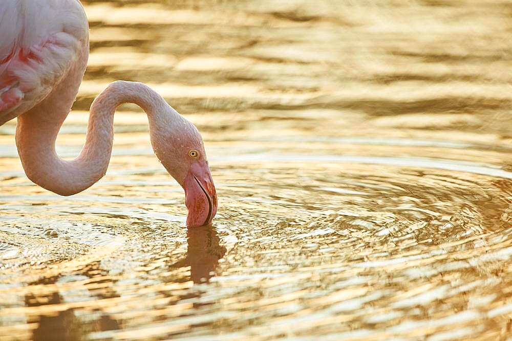 Greater Flamingo (Phoenicopterus roseus), portrait at sunset, Parc Naturel Regional de Camargue, France, Europe