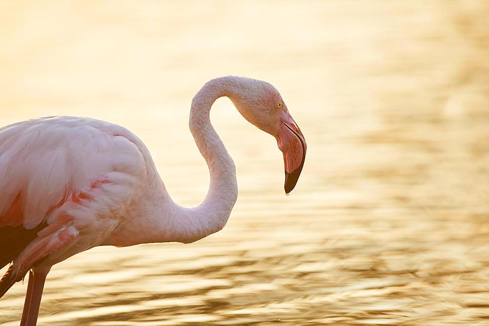 Greater Flamingo (Phoenicopterus roseus), portrait at sunset, Parc Naturel Regional de Camargue, France, Europe