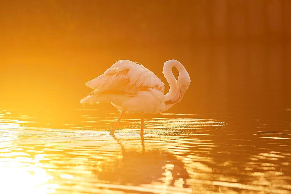 Greater Flamingo (Phoenicopterus roseus), walking in the water at sunset, Parc Naturel Regional de Camargue, France, Europe