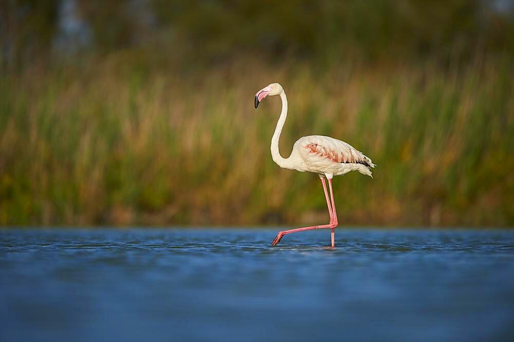 Greater Flamingo (Phoenicopterus roseus), walking in the water, Parc Naturel Regional de Camargue, France, Europe