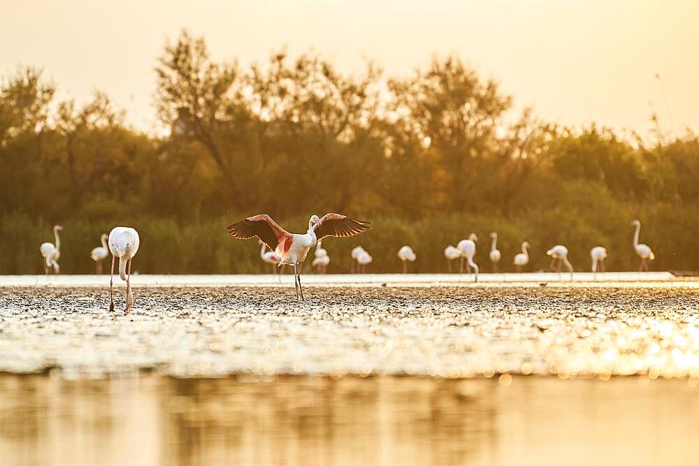 Greater Flamingo (Phoenicopterus roseus), landing in the water at sunset, Parc Naturel Regional de Camargue, France, Europe