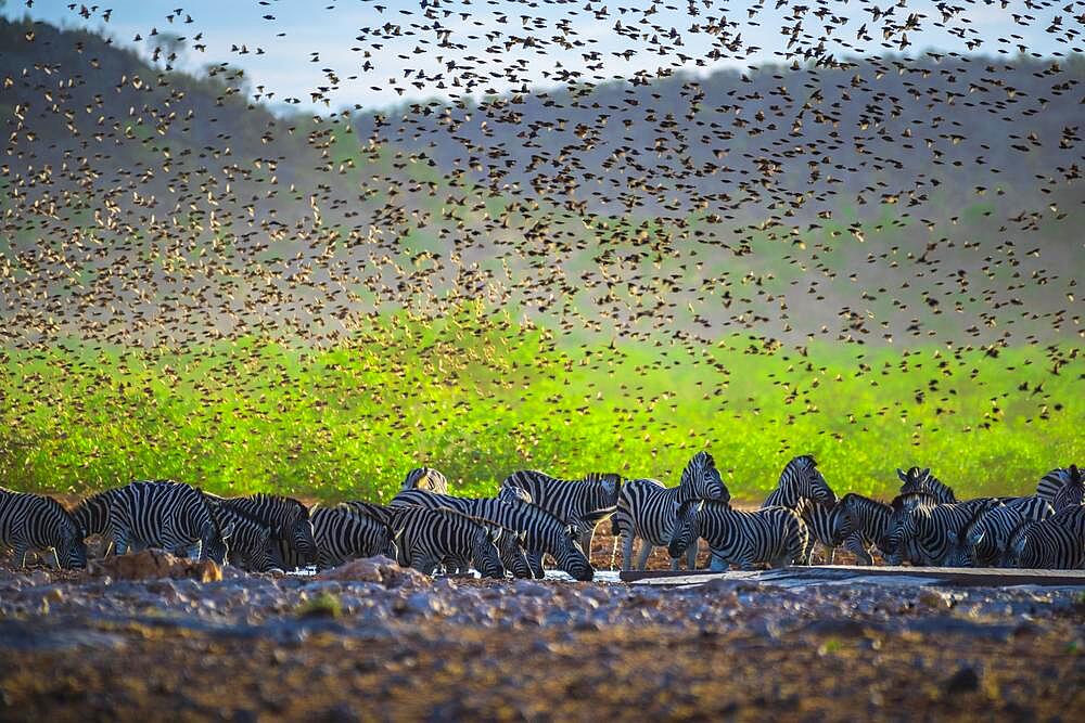 A mega flock of red-billed quelea (Quelea quelea) flies up at a waterhole with burchell's zebra (Equus burchelli), Etosha National Park, Namibia, Africa