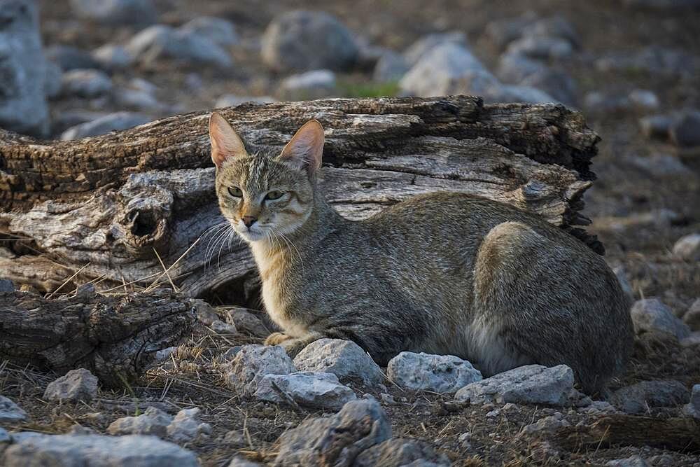 African wildcat (Felis silvestris lybica), male, Etosha National Park, Namibia, Africa