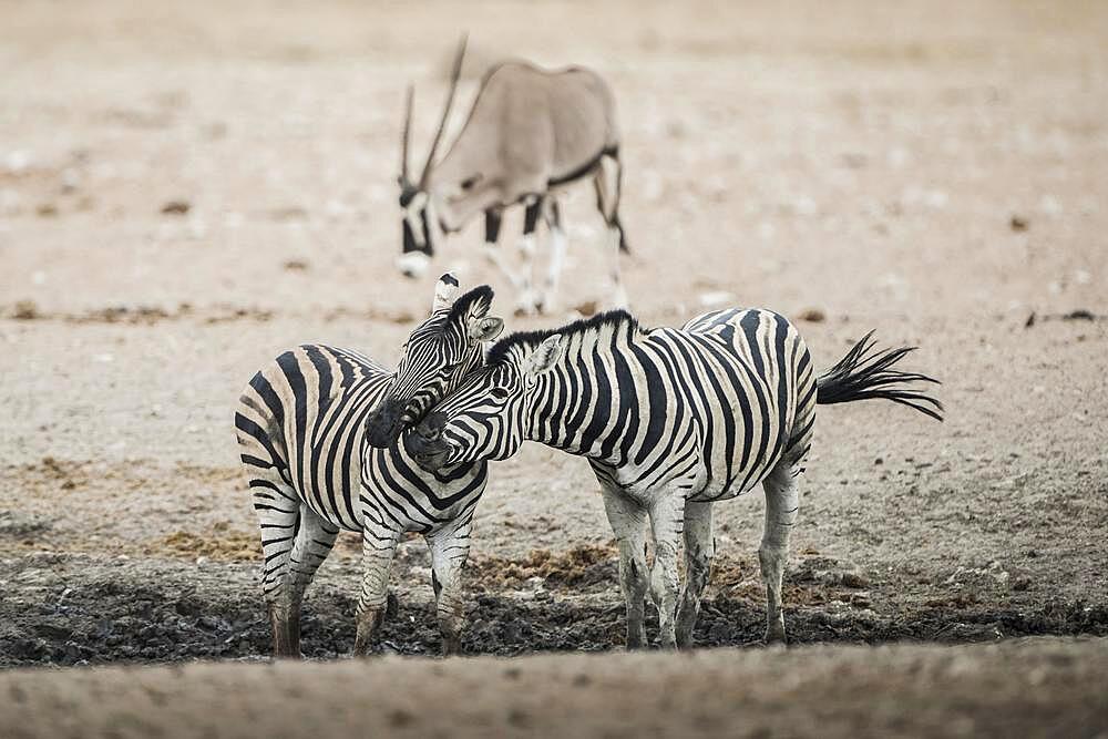 Burchell's zebra (Equus burchelli) at a waterhole, Etosha National Park, Namibia, Africa