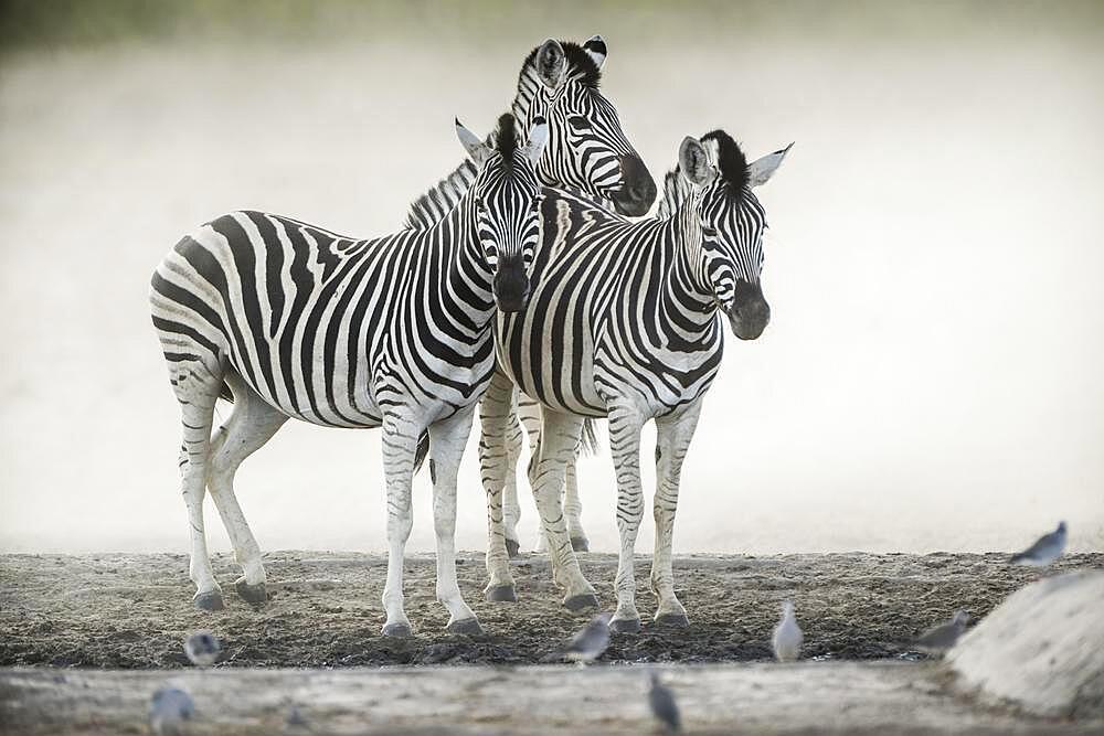 Burchell's zebra (Equus burchelli) at a waterhole, Etosha National Park, Namibia, Africa