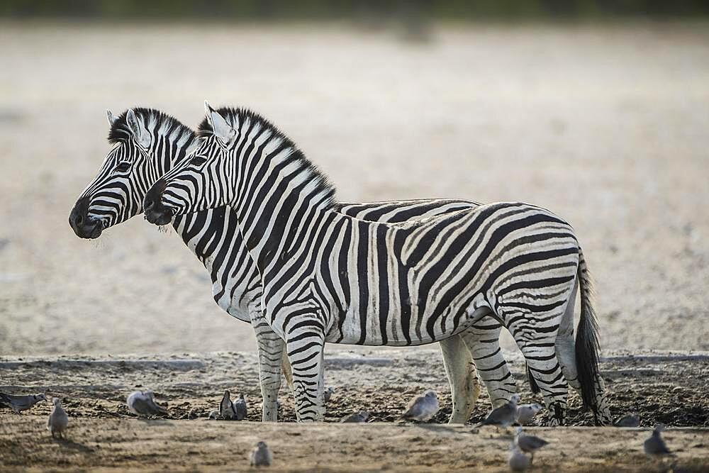 Burchell's zebra (Equus burchelli) at a waterhole, Etosha National Park, Namibia, Africa