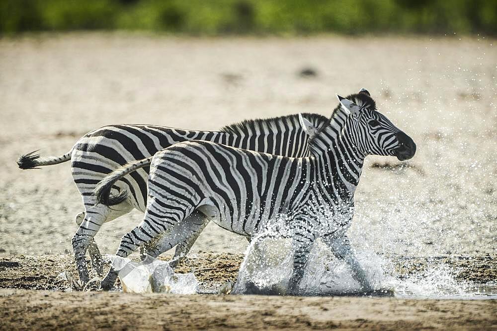 Burchell's zebra (Equus burchelli) at a waterhole, Etosha National Park, Namibia, Africa