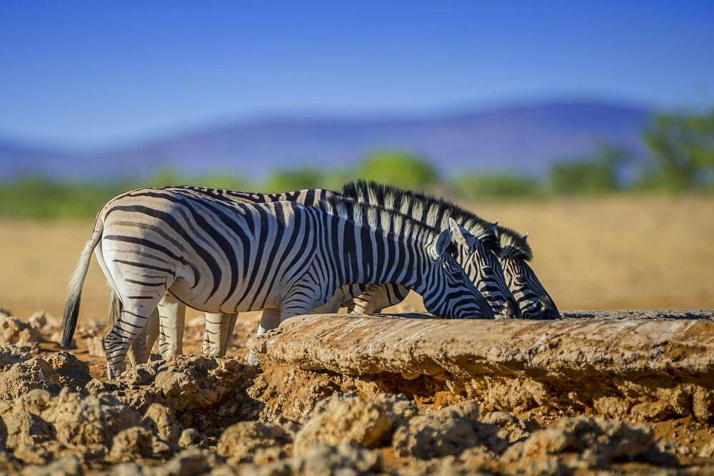 Burchell's zebra (Equus burchelli) at a waterhole, Etosha National Park, Namibia, Africa