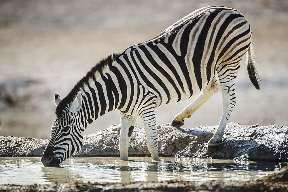 Burchell's zebra (Equus burchelli) drinking at a waterhole, Etosha National Park, Namibia, Africa