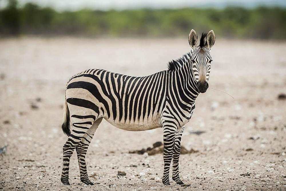 Hartmann's mountain zebra (Equus zebra hartmannae) at a waterhole, Etosha National Park, Namibia, Africa