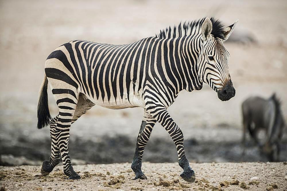 Hartmann's mountain zebra (Equus zebra hartmannae) at a waterhole, Etosha National Park, Namibia, Africa