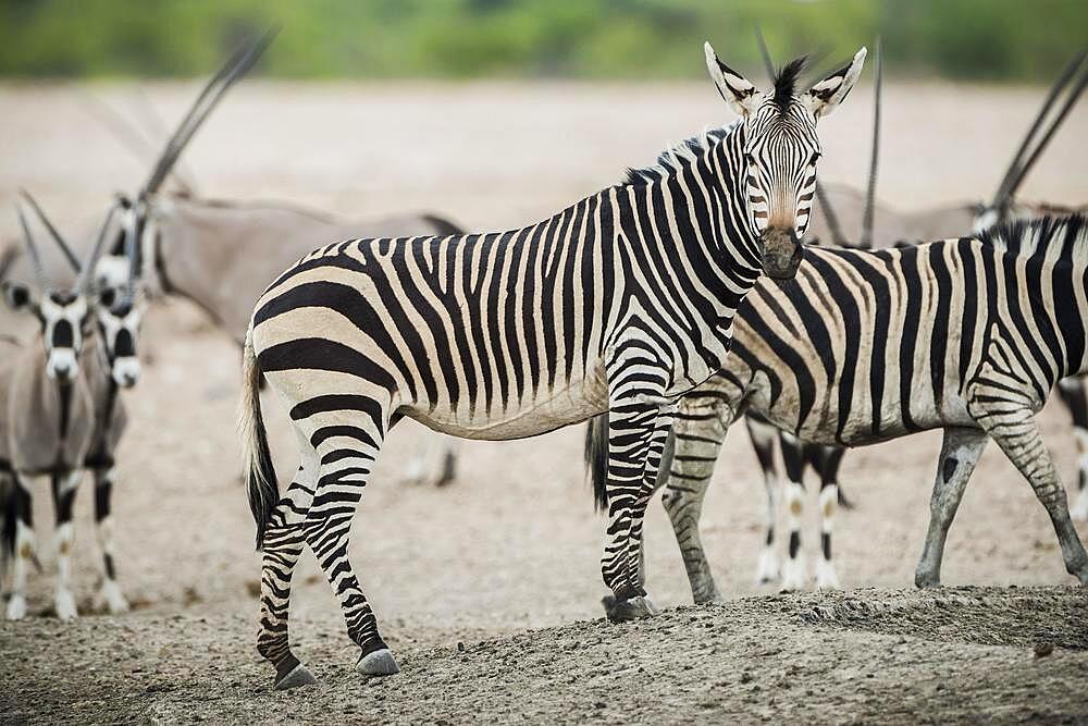 Hartmann's mountain zebra (Equus zebra hartmannae) at a waterhole, Etosha National Park, Namibia, Africa