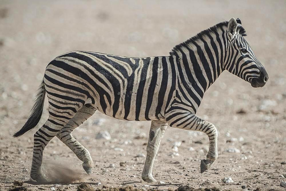 Burchell's zebra (Equus burchelli), Etosha National Park, Namibia, Africa