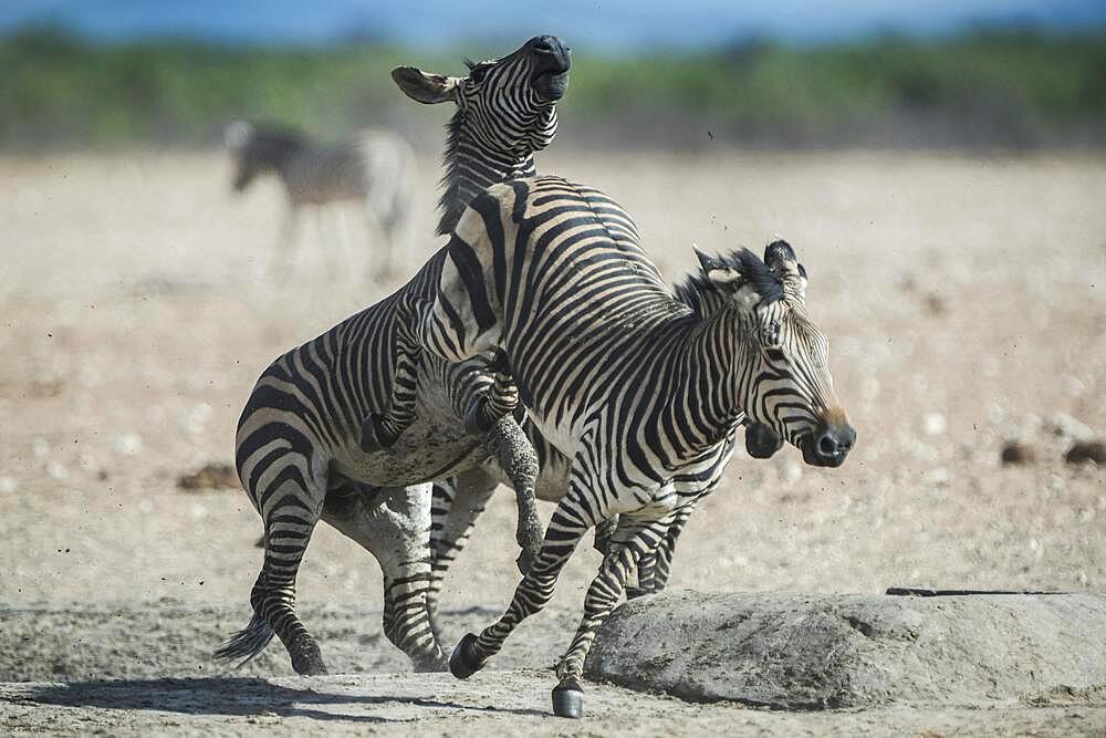 Hartmann's mountain zebra (Equus zebra hartmannae) at a waterhole, Etosha National Park, Namibia, Africa