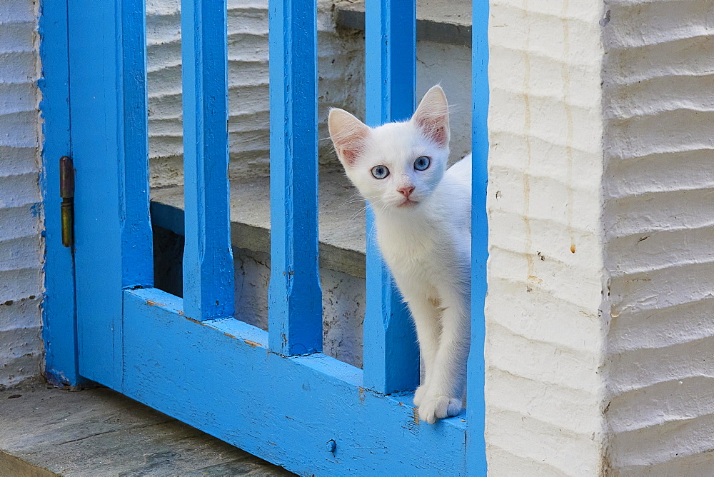 Felidae (Felis Catus) kitten, blue eyes, standing between the rafters of a wooden blue garden door, looking at the camera, Old Town of Andros Town, Chora, Andros Island, Cyclades, Greece, Europe