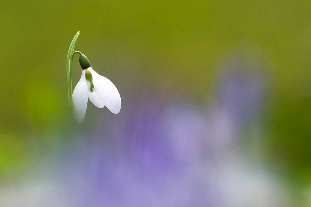 Common snowdrop (Galanthus nivalis), Hesse, Germany, Europe