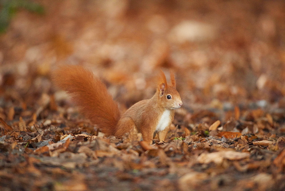 Eurasian red squirrel (Sciurus vulgaris) standing on the ground, Bavaria, Germany, Europe