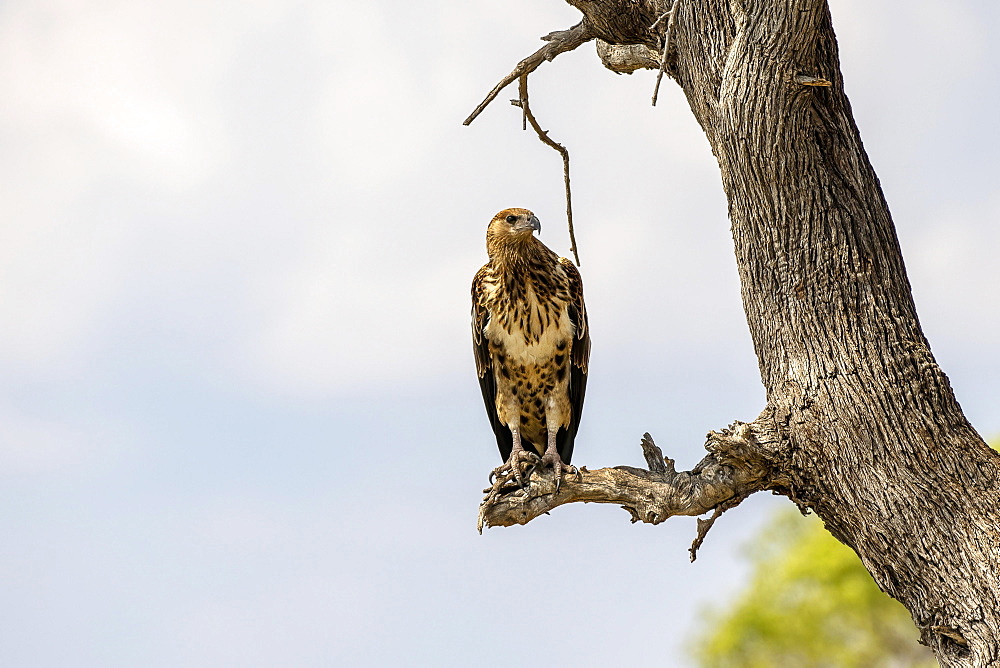 African fish eagle (Haliaeetus vocifer), juvenile, on branch, view to re Moremi Game Reserve East, Okavango Delta, Botswana, Africa