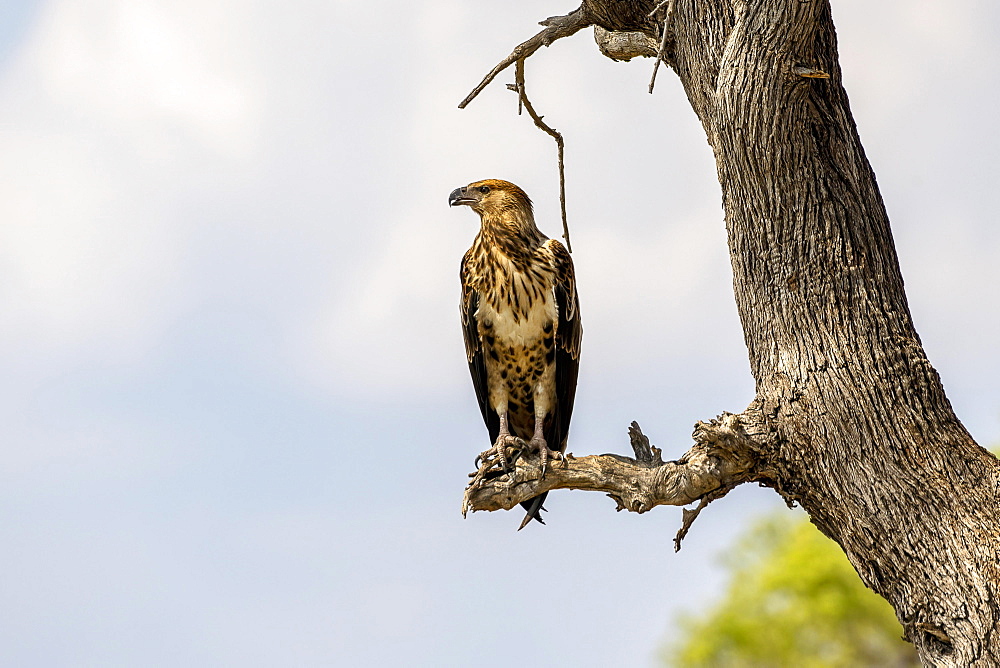 African fish eagle (Haliaeetus vocifer), juvenile, on branch, looking left, Moremi Game Reserve East, Okavango Delta, Botswana, Africa