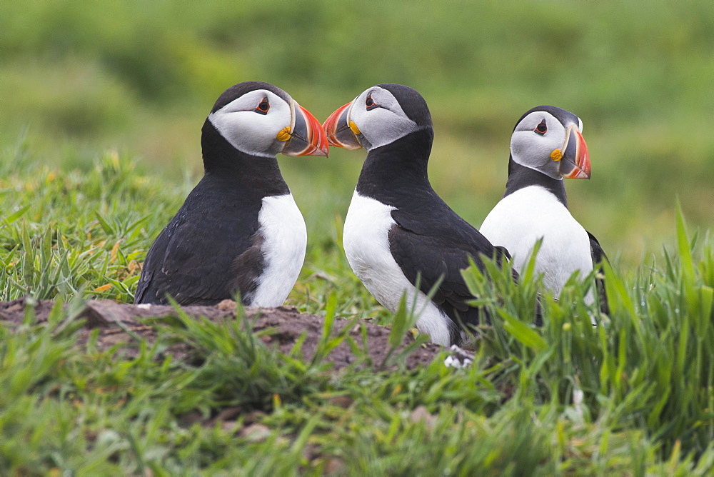 Puffin (Fratercula arctica), Skomer Island, Wales, Great Britain