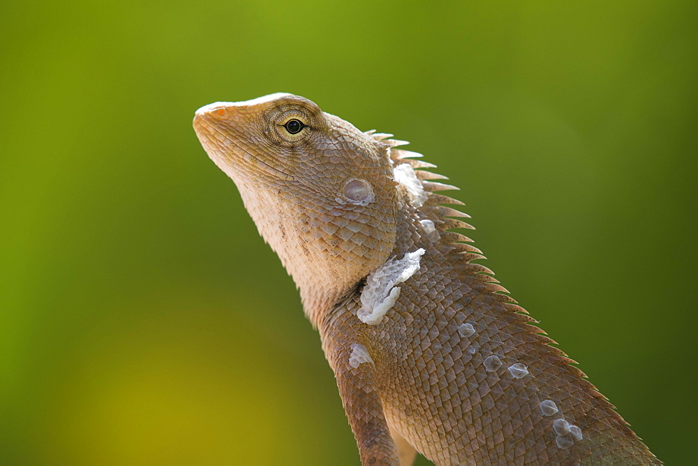 Oriental garden lizard (Calotes versicolor), female, Phan Thiet, Vietnam, Asia