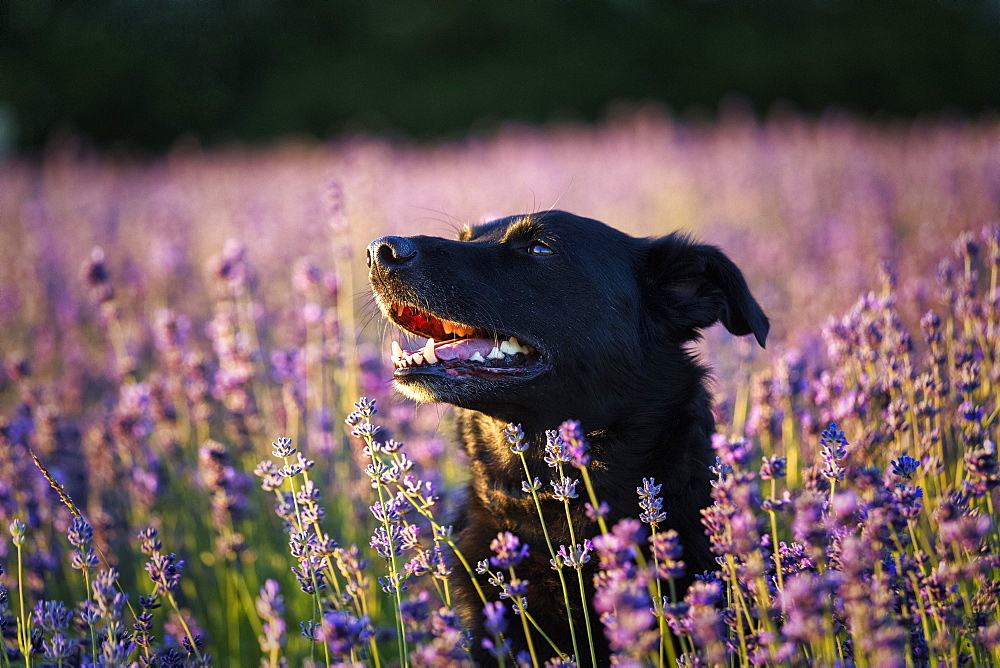 Black dog in lavender field, open mouth, lavender blossom, evening sun, Detmold, North Rhine-Westphalia, Germany, Europe