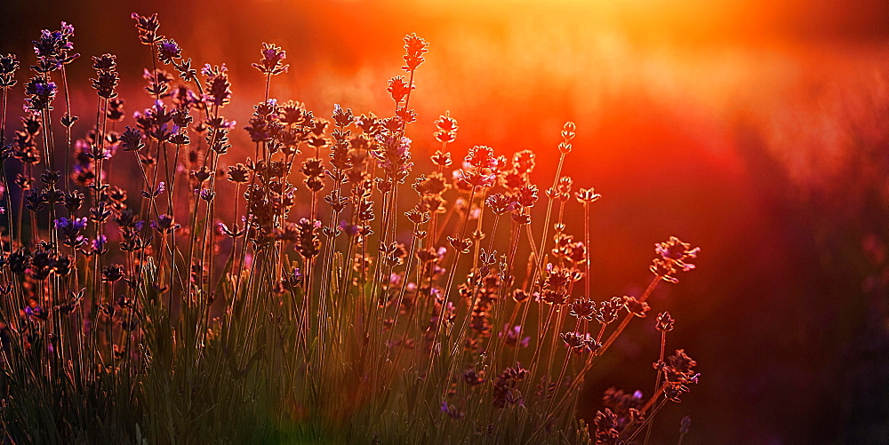 Sunlit lavender flowers at sunset, backlight, lavender fields Fromhausen, Detmold, East Westphalia-Lippe, Teutoburg Forest, North Rhine-Westphalia, Germany, Europe