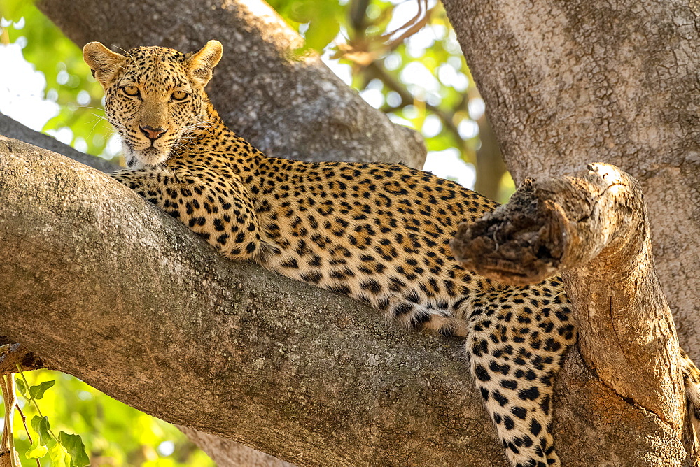 African leopard (Panthera pardus), lying on kigelia (Kigelia africana), Moremi Game Reserve West, Okavango Delta, Botswana, Africa