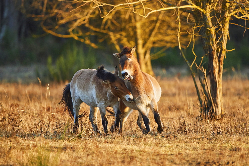 Przewalski's horse (Equus ferus przewalskii) in evening light, Bavaria, Germany, Europe