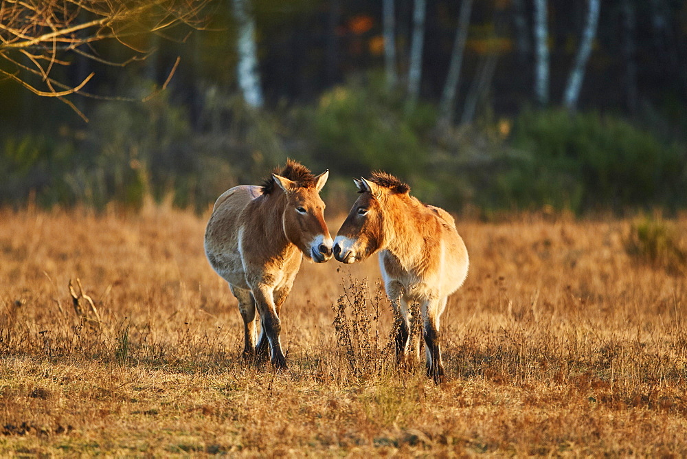 Przewalski's horse (Equus ferus przewalskii) in evening light, Bavaria, Germany, Europe