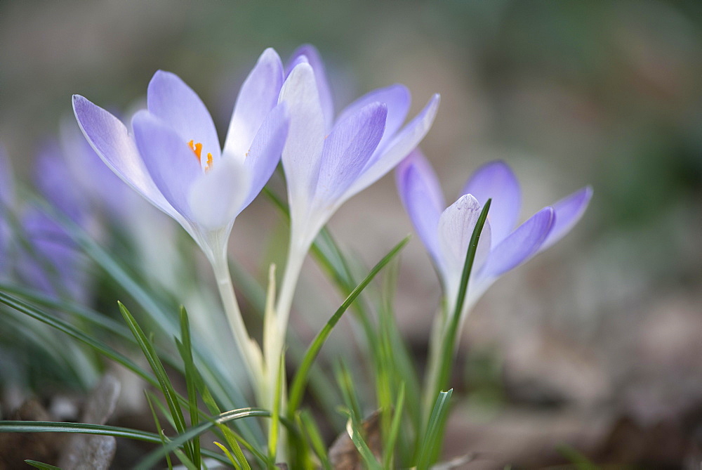 Early Crocus (Crocus tommasinianus), Emsland region, Lower Saxony, Germany, Europe