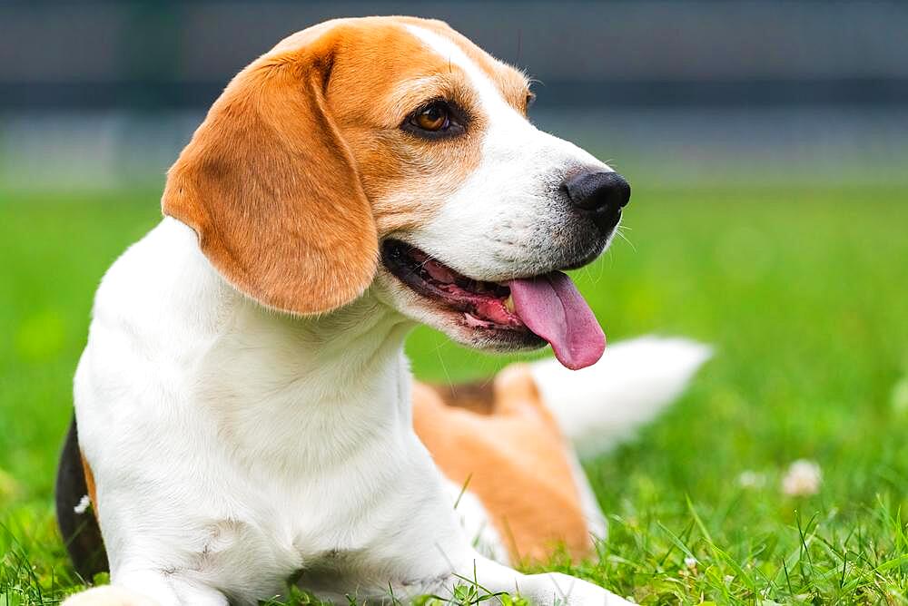 Beagle dog outdoors portrait with tongue out, canine theme