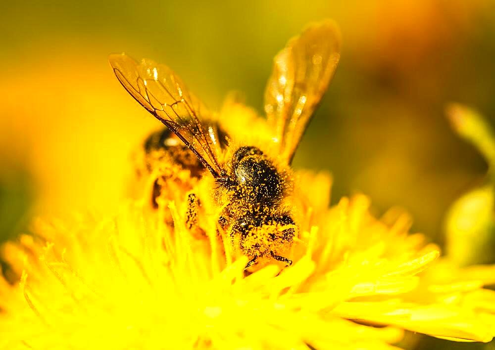 Honey bee covered with yellow pollen collecting nectar from dandelion flower, Important for environment ecology sustainability, Copy space