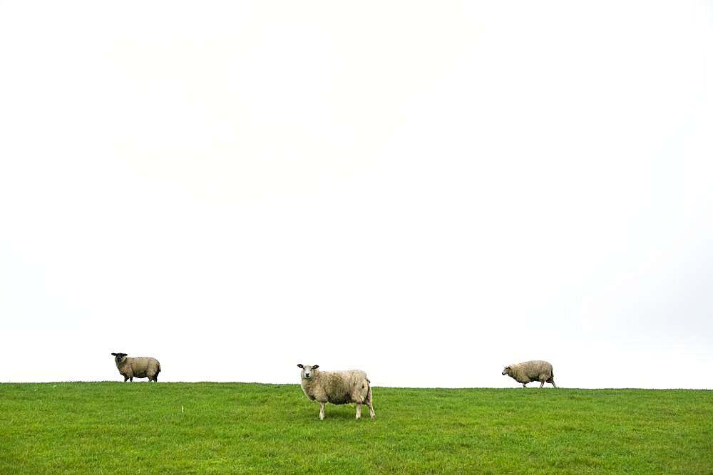 Three domestic sheep (Ovis gmelini aries) on Damm, Morsum, Sylt Island, Germany, Europe