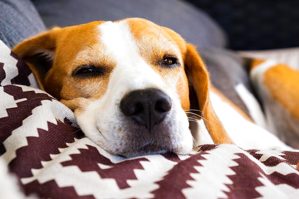 Tricolor beagle Adult dog on sofa in bright room- cute pet photography