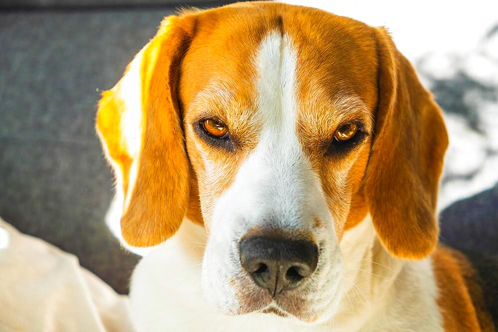 Tricolor beagle Adult dog on sofa in bright room- cute pet photography