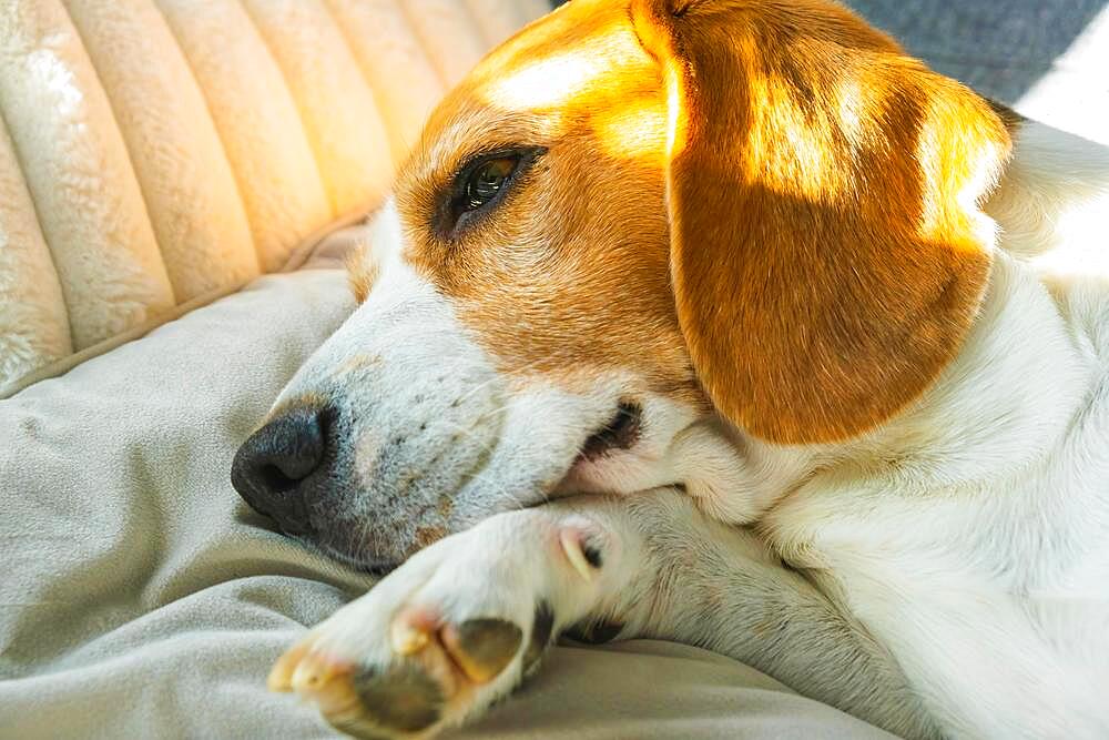 Tricolor beagle Adult dog on sofa in bright room- cute pet photography