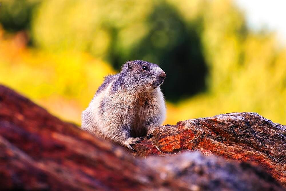 Alpine marmot (Marmota marmota) on a tree trunk, Bermaus