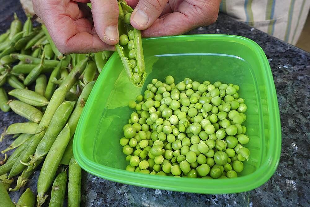 Southern German cuisine, baking, preparing hearty vegetable cake with walnut base, removing green peas from pods, green plastic bowl, men's hands, Germany, Europe