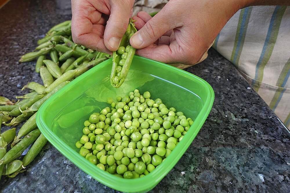 Southern German cuisine, baking, preparing hearty vegetable cake with walnut base, removing green peas from pods, green plastic bowl, men's hands, Germany, Europe