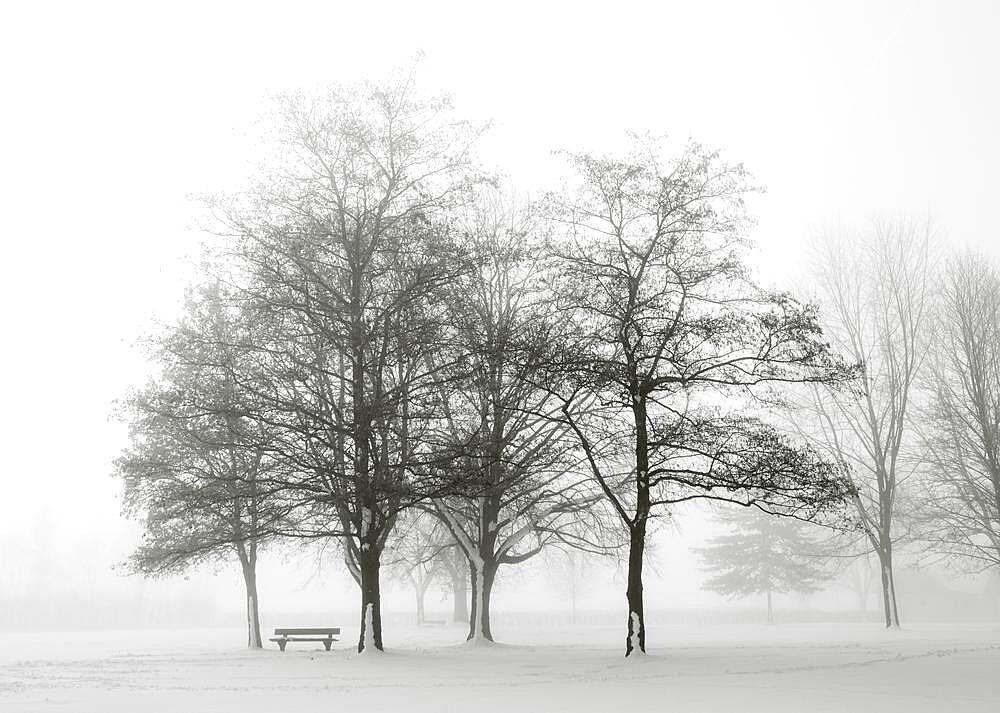 Park bench with snow-covered group of trees in the morning mist, SW photo, winter landscape, Mondseeland, Salzkammergut, Upper Austria, Austria, Europe