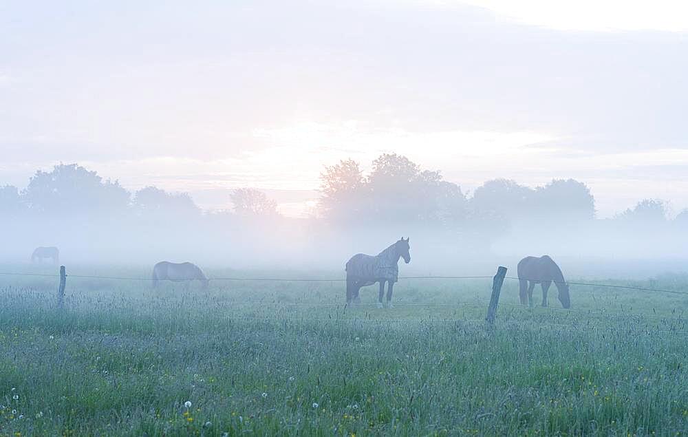 Horses in a meadow, a horse with a horse blanket, morning fog at sunrise, Lower Saxony, Germany, Europe