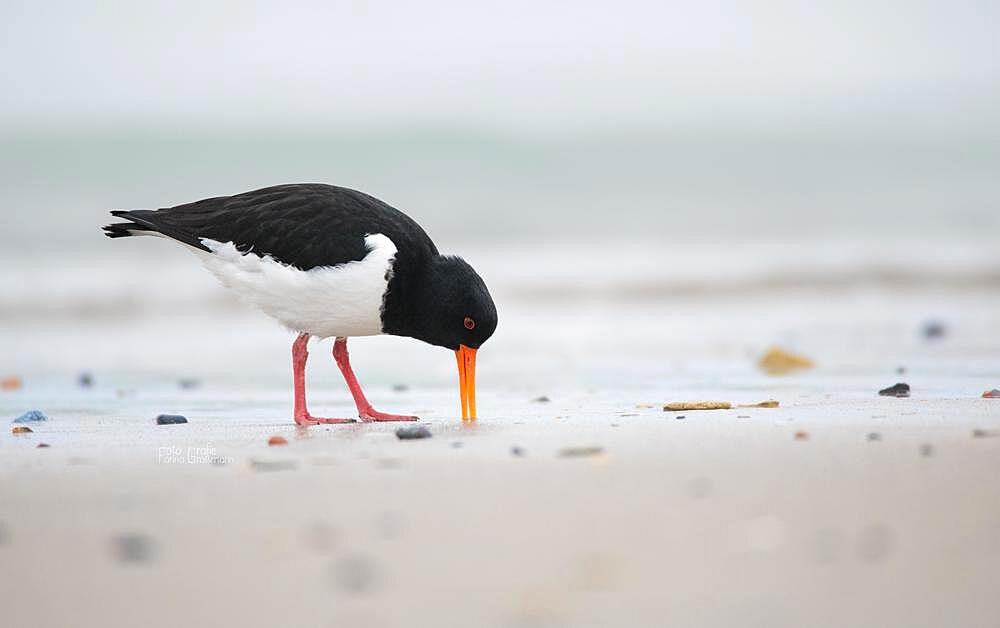 Eurasian oystercatcher (Haematopus ostralegus), poking in the sand for food, Helgoland, Schleswig-Holstein, Germany, Europe