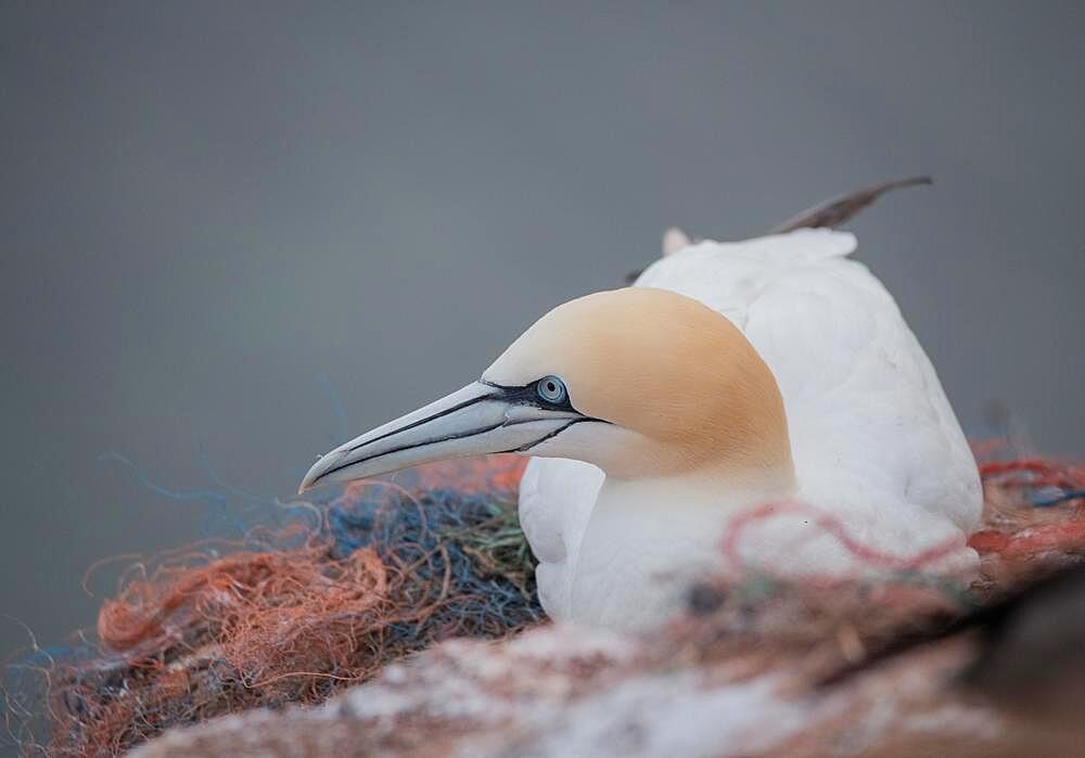 Northern gannet (Morus bassanus), bird lying on nest of fishing nets, plastic waste pollution, Helgoland, Schleswig-Holstein, Germany, Europe