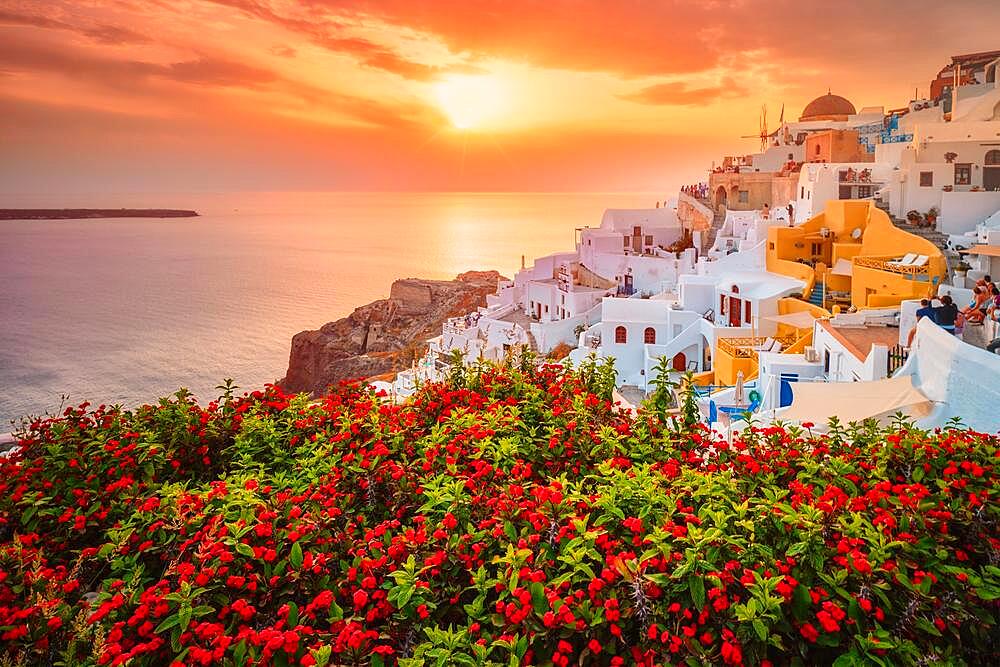 Scenic sunset over sea and picturesque Oia town on Santorini island in summer with red flowers on foreground