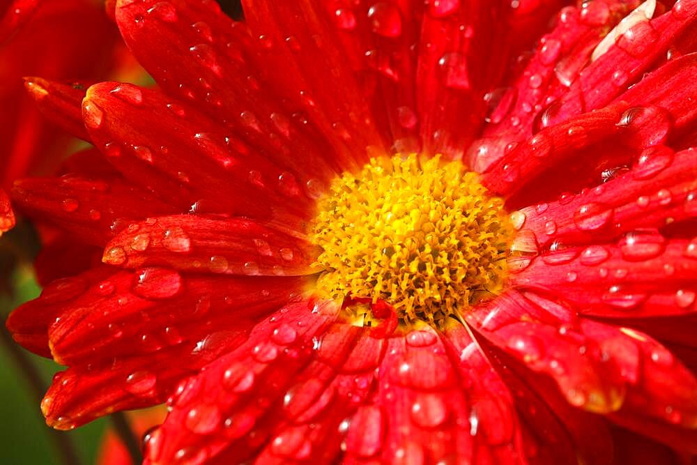 Gerbera flower close up with water droplets on petals