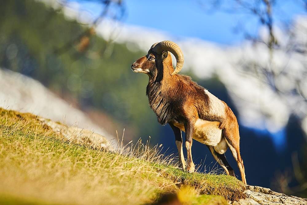 European mouflon (Ovis aries musimon) ram (male) in the alps, Wildlife Park Aurach, Kitzbuehl, Austria, Europe